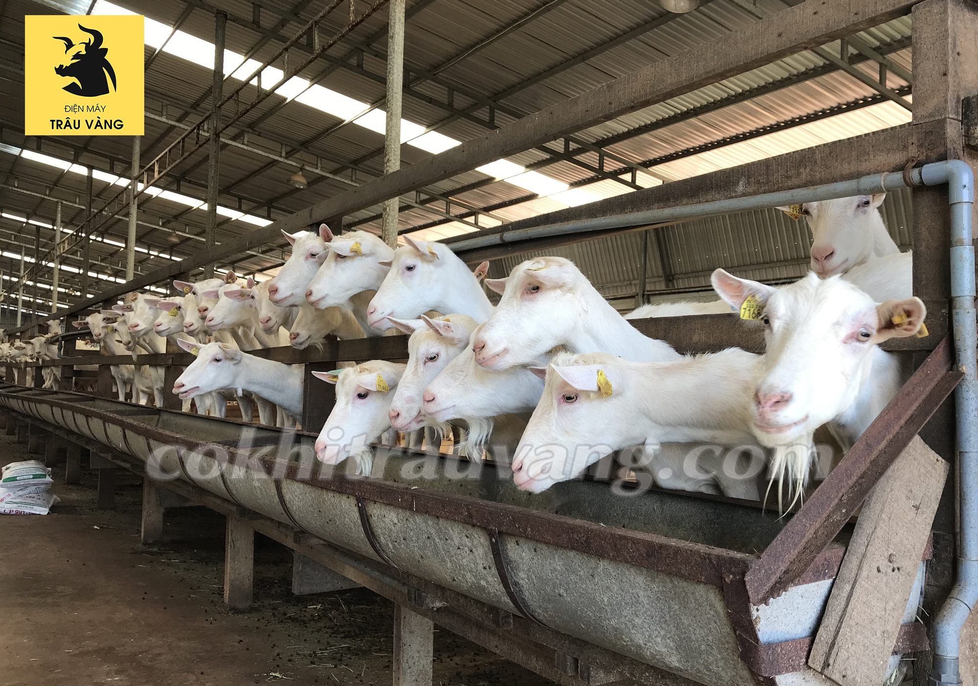 Làm giàu với mô hình chăn nuôi dê thịt theo tiêu chuẩn Vietgahp liên kết  chuỗi tại xã Nam Hưng Nam Đàn