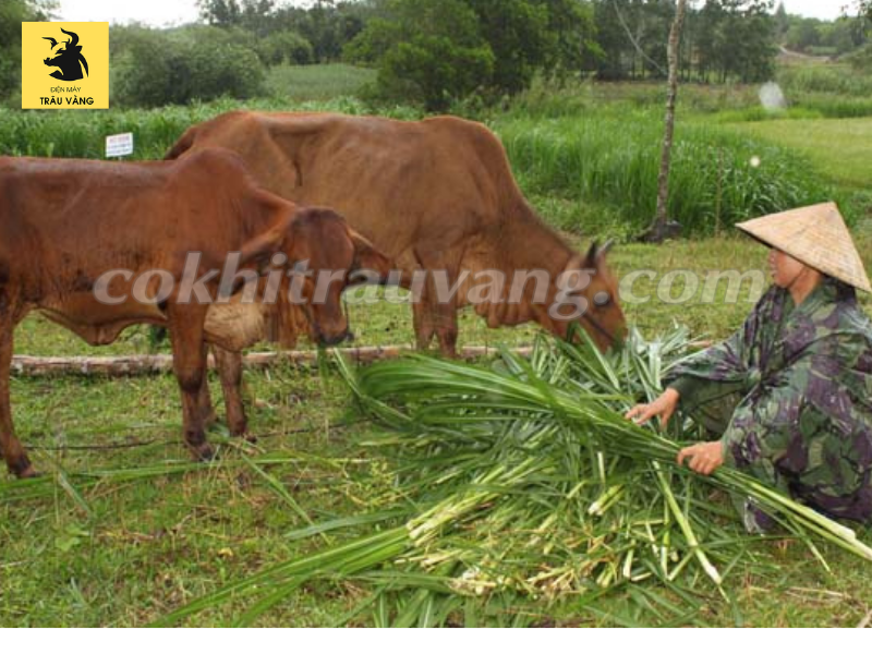 Hiệu quả từ mô hình trồng cỏ voi ngô sinh khối làm thức ăn cho trâu bò   Đài Phát Thanh và Truyền Hình Thái Bình