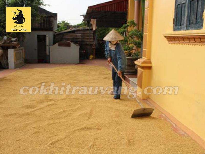 Bảo quản lúa sau thu hoạch