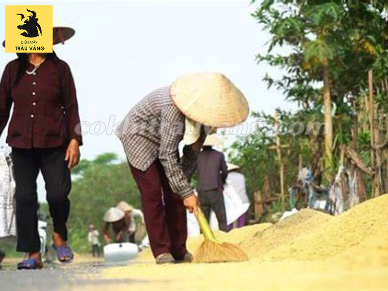 Bảo quản lúa gạo sau khi thu hoạch