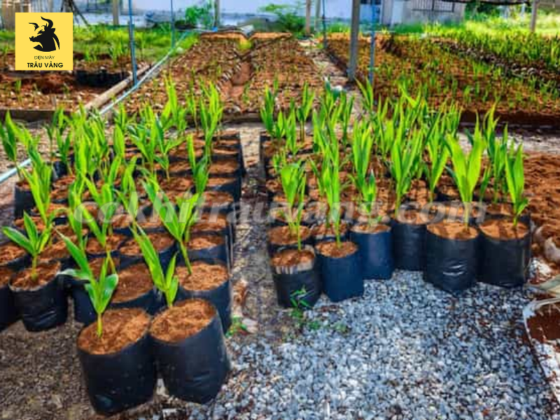 Cách xử lý xơ dừa trồng lan