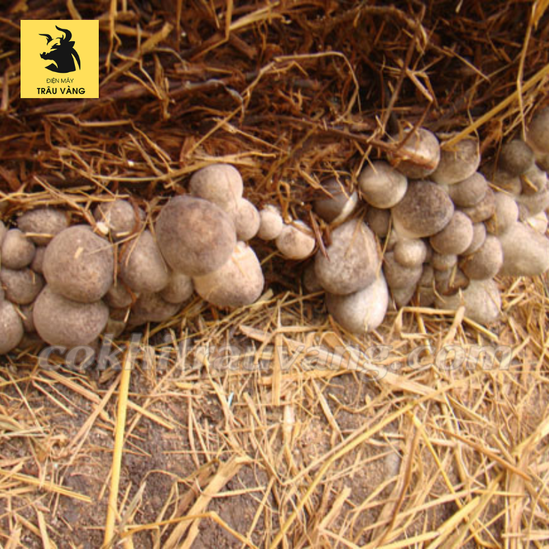 Cách trồng nấm rơm bằng xơ dừa Cách trồng nấm rơm bằng xơ dừa