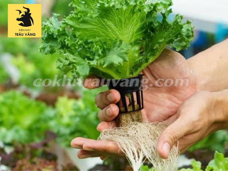 Cách làm giá thể trồng cây Cách làm giá thể trồng cây