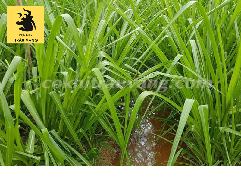 Cỏ cho bò ăn Cỏ cho bò ăn